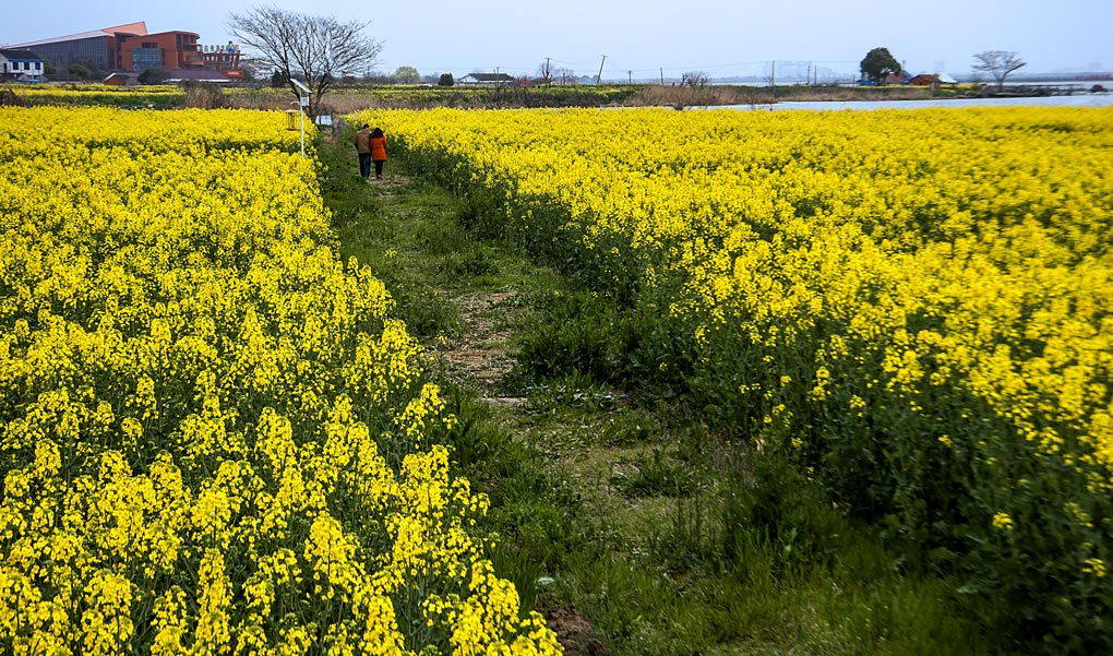 阳澄湖油菜花1 摄影 荆楚山人