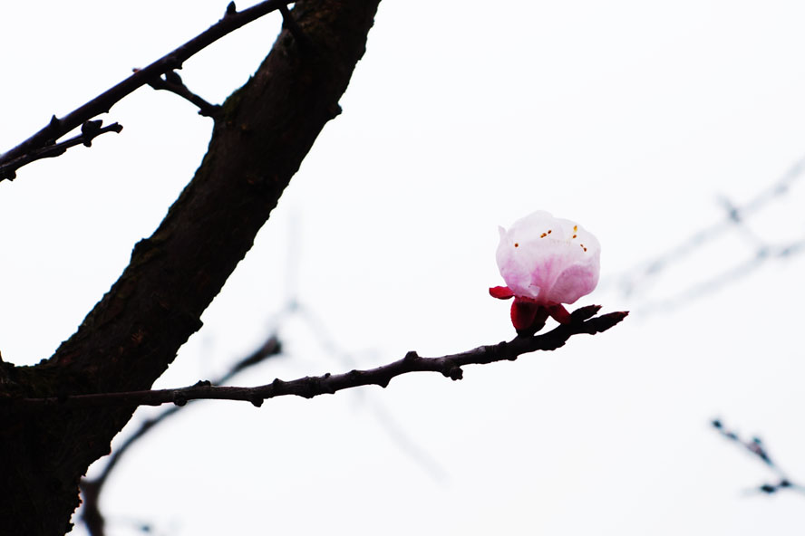 最后一朵杏花（原片） 摄影 快乐瞬间