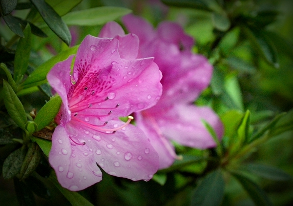 小雨润春花 摄影 宏程心路