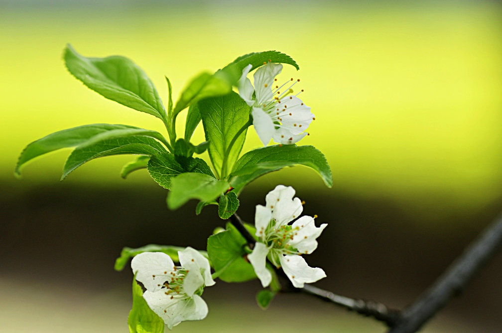 李花 摄影 秦汉