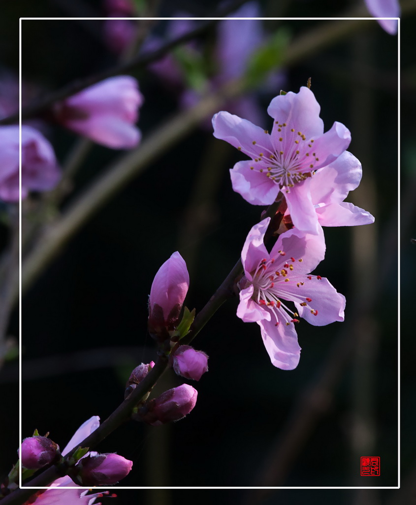 桃花 摄影 gujunyi803