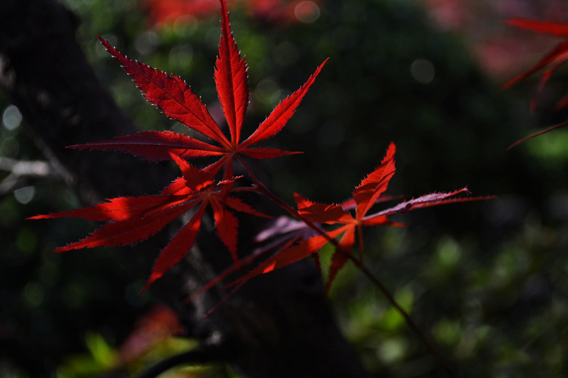 春暖花开27 摄影 清怡