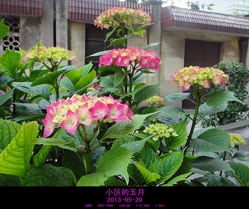 散步随拍 摄影 夜雨听蕉