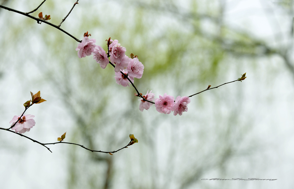 花枝招展 摄影 鲁光