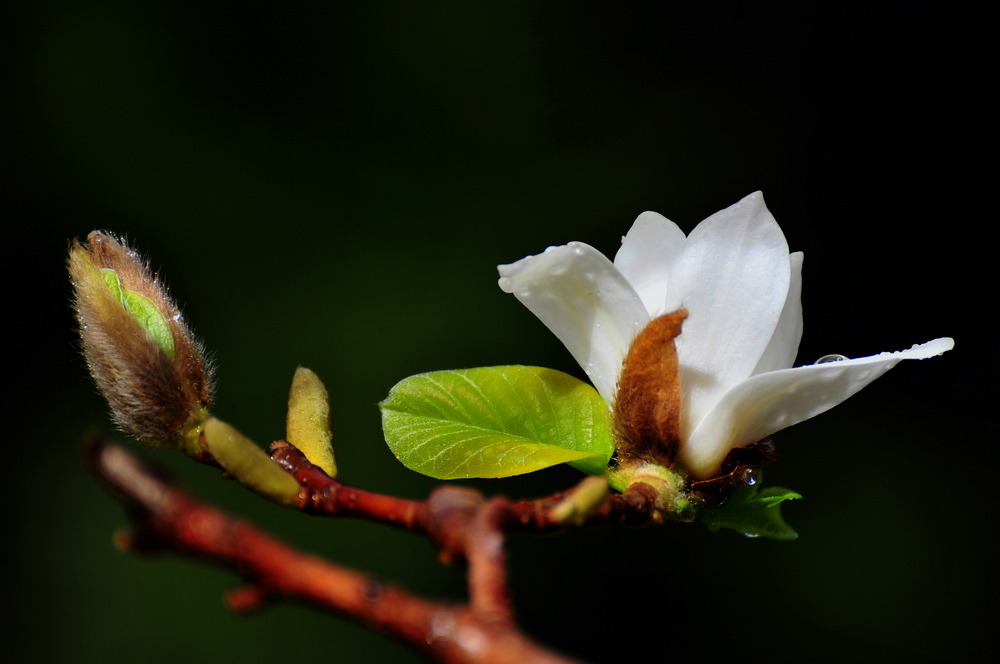 春芽 摄影 初级班