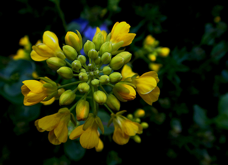 油菜花 摄影 夜雨听蕉