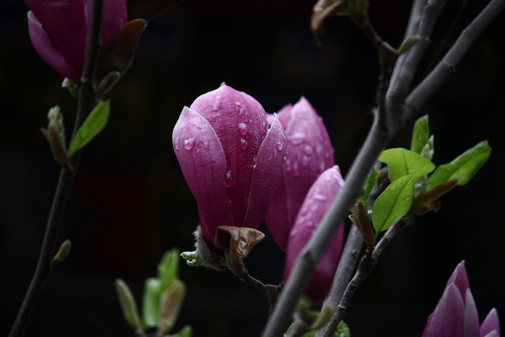 春雨贵如油 摄影 光与色