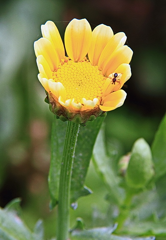 野菊 摄影 不勇