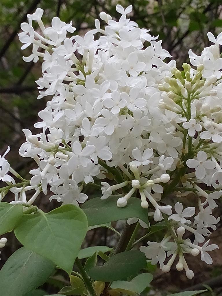 丁香花 摄影 快乐孙老头