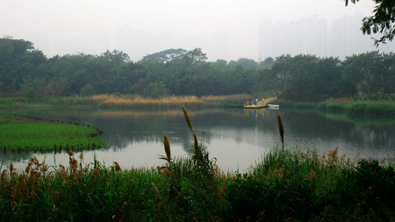 深圳湿地公园 摄影 黄大地