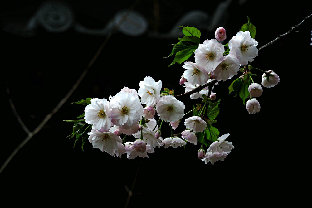 樱花 摄影 秦汉