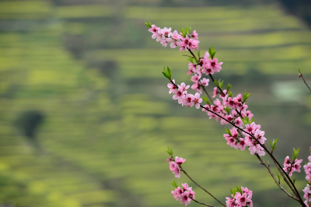 桃花 摄影 结缘