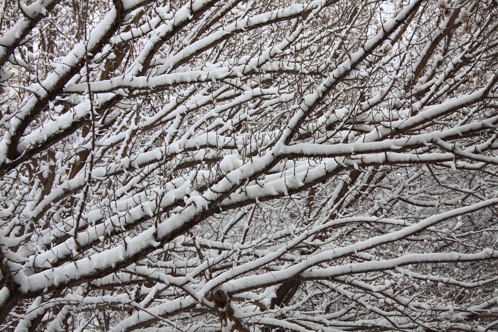 雪落枝头 摄影 大漠之魂