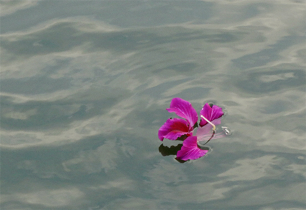 落花 摄影 婉约