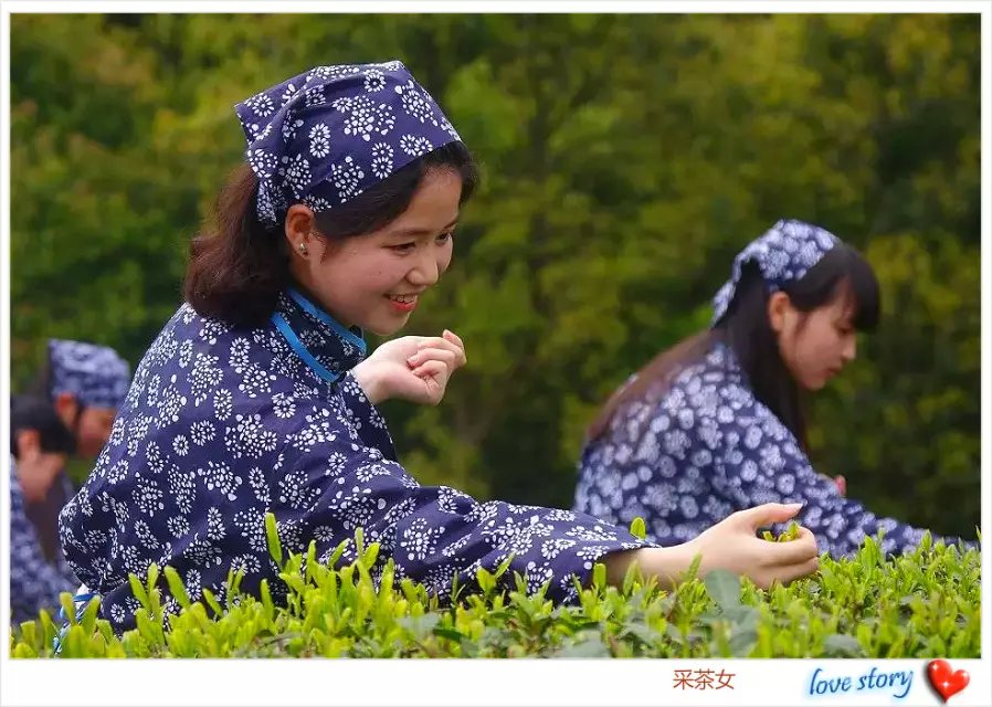 采茶女 摄影 冉琦