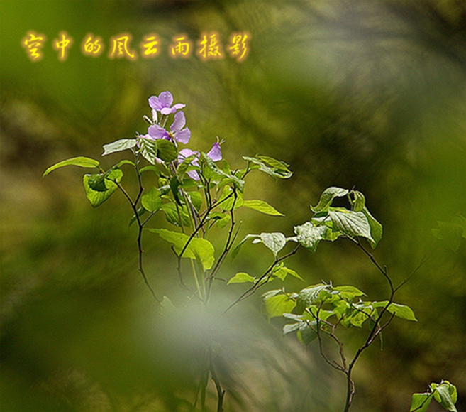 雨后山花独自开 摄影 空中的风云雨