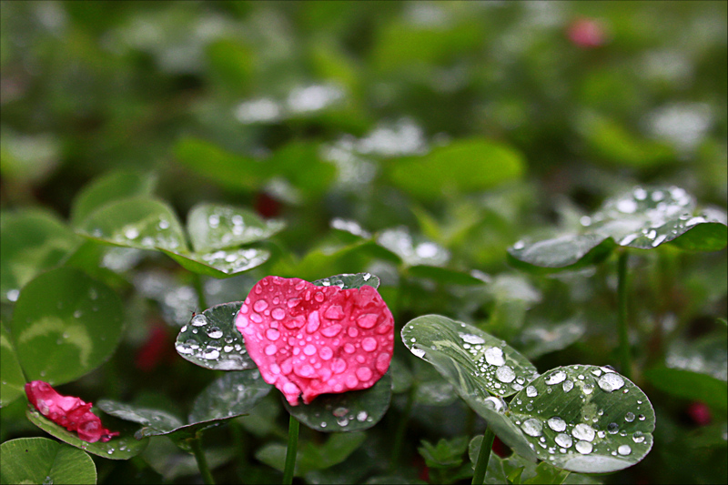 雨滴 摄影 bjg_22000