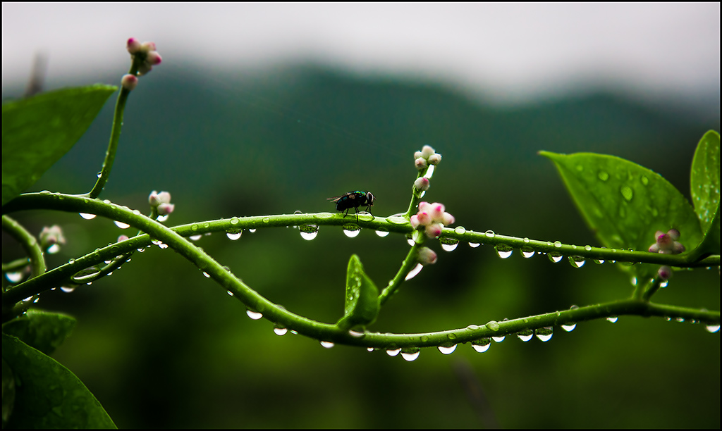 清明时雨 摄影 拾穗者