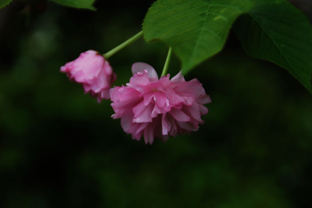 樱花三 摄影 欧风小虎