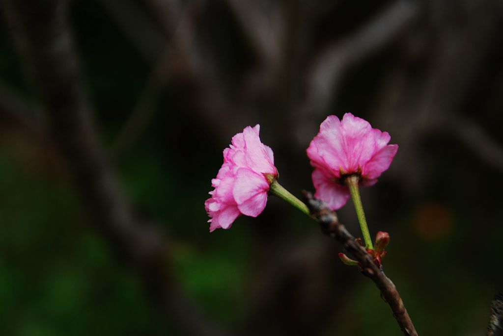 樱花二 摄影 欧风小虎