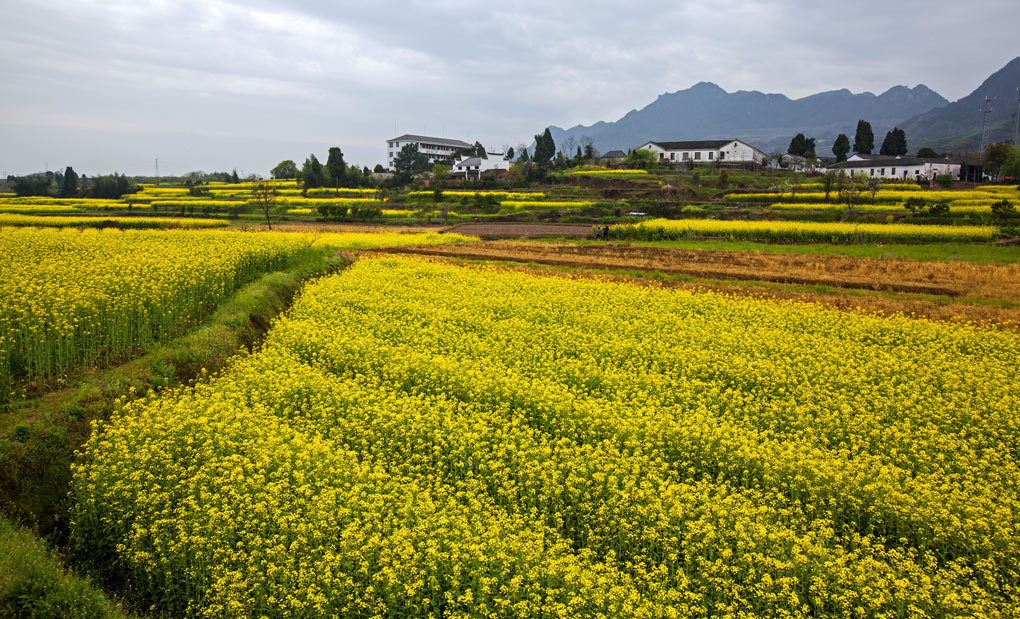 建徳新叶村油菜花 摄影 荆楚山人