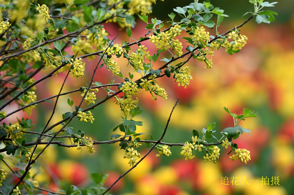 春色 摄影 追花人