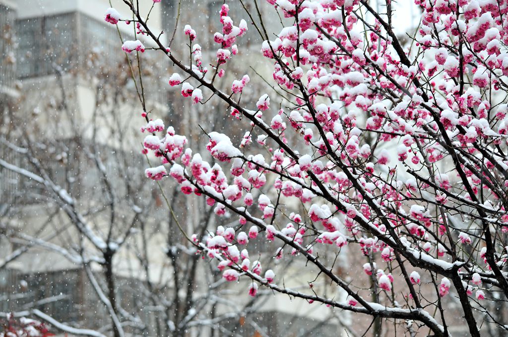 雪里红梅 摄影 结缘