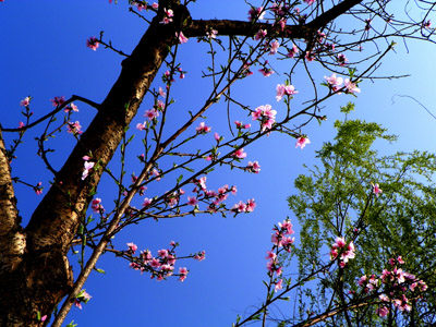 桃花 摄影 子城