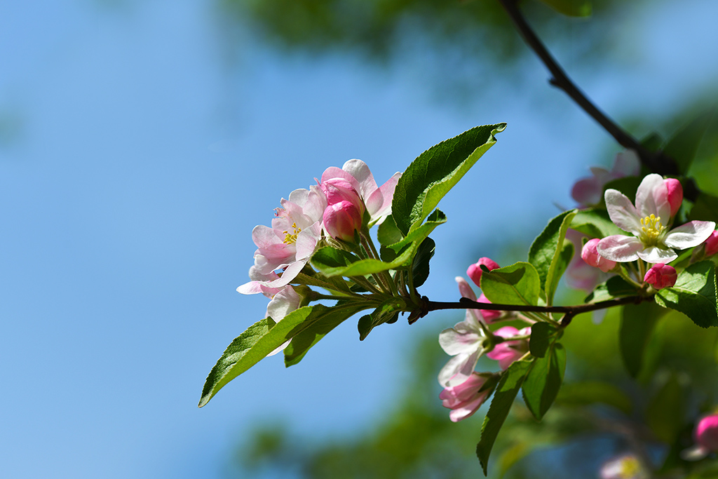 海棠花开四月春 摄影 一片空白