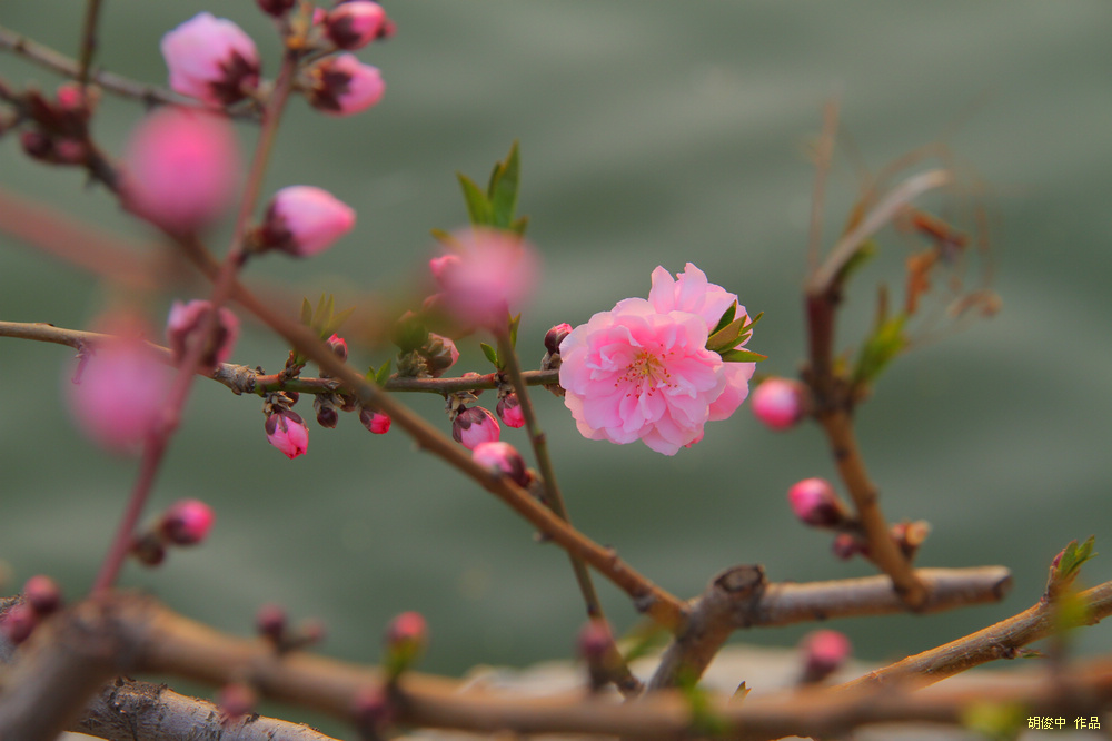 桃花 摄影 胡俊中