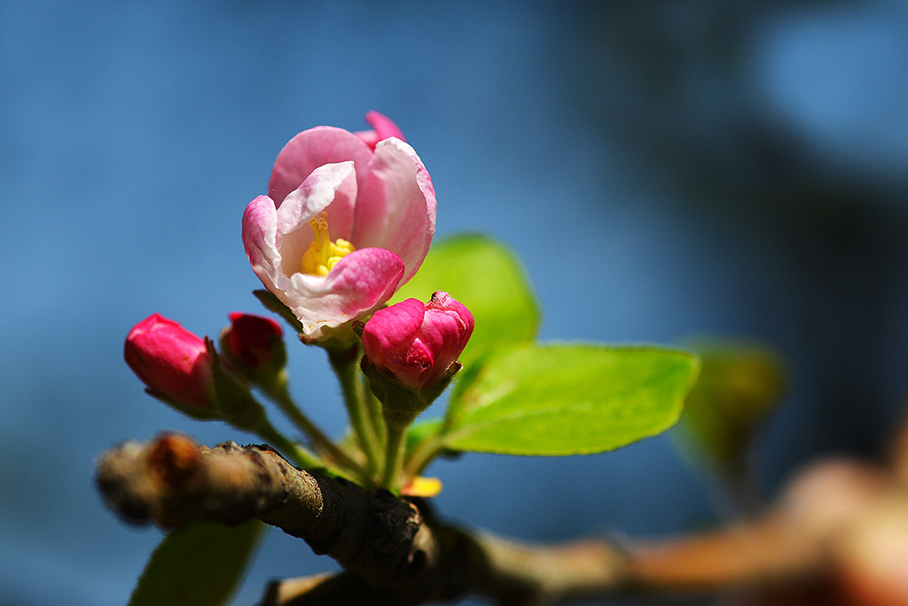 海棠花开四月天 摄影 一片空白
