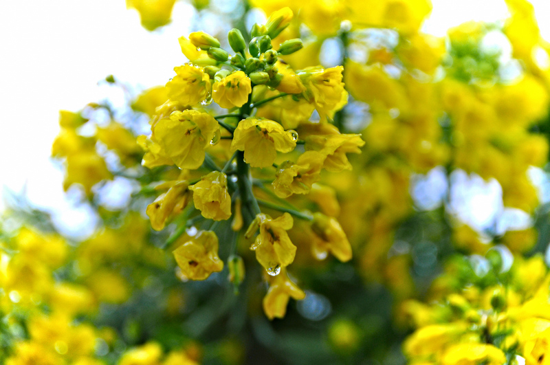 雨中的油菜花 摄影 xibeilin