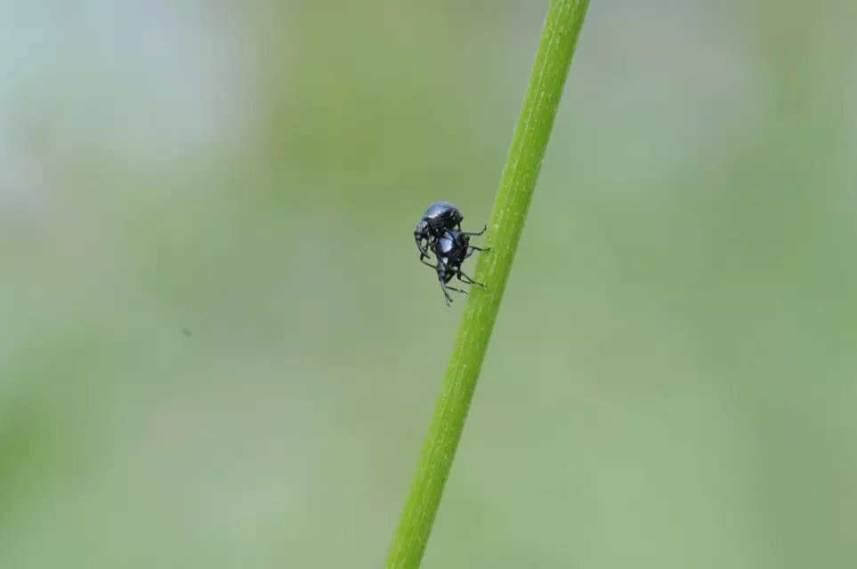 小虫 摄影 花俊风寒