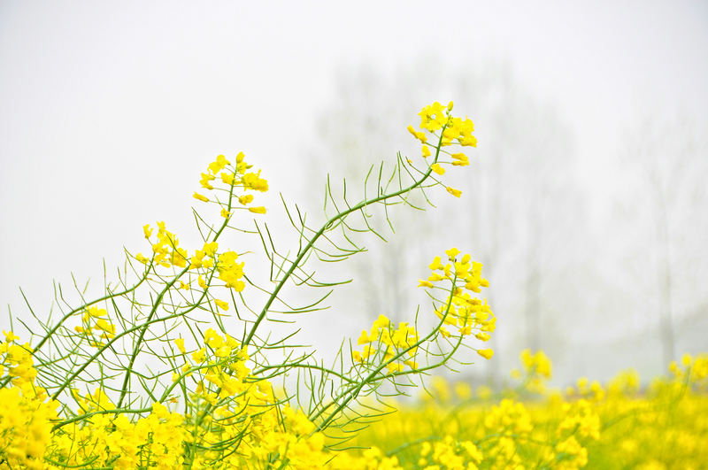 艳丽的花 摄影 xibeilin