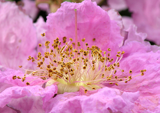 薔薇 摄影 建智