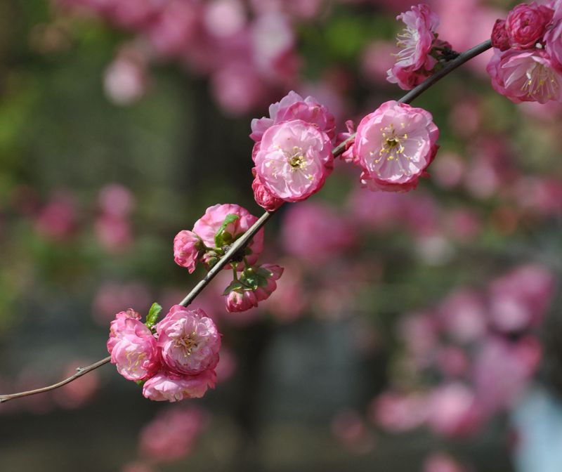 樱 花 摄影 远山AA