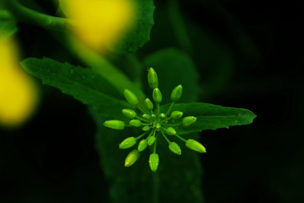 油菜花三 摄影 欧风小虎