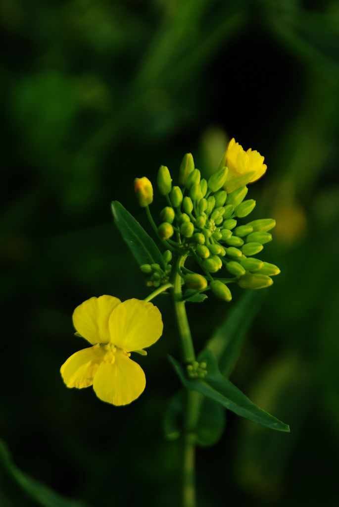 油菜花二 摄影 欧风小虎