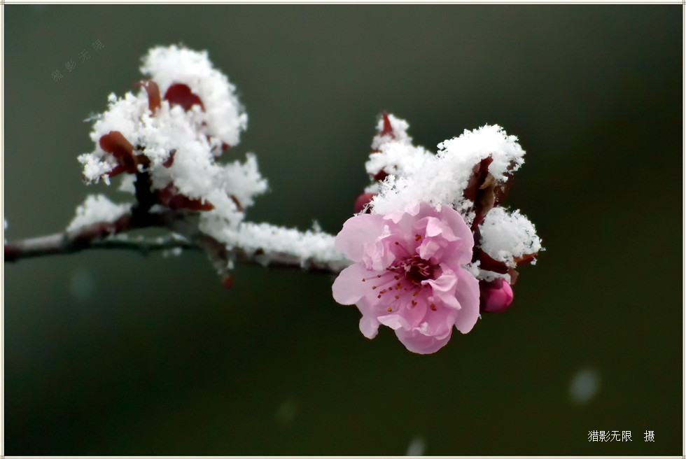 傲雪迎春 摄影 猎影无限