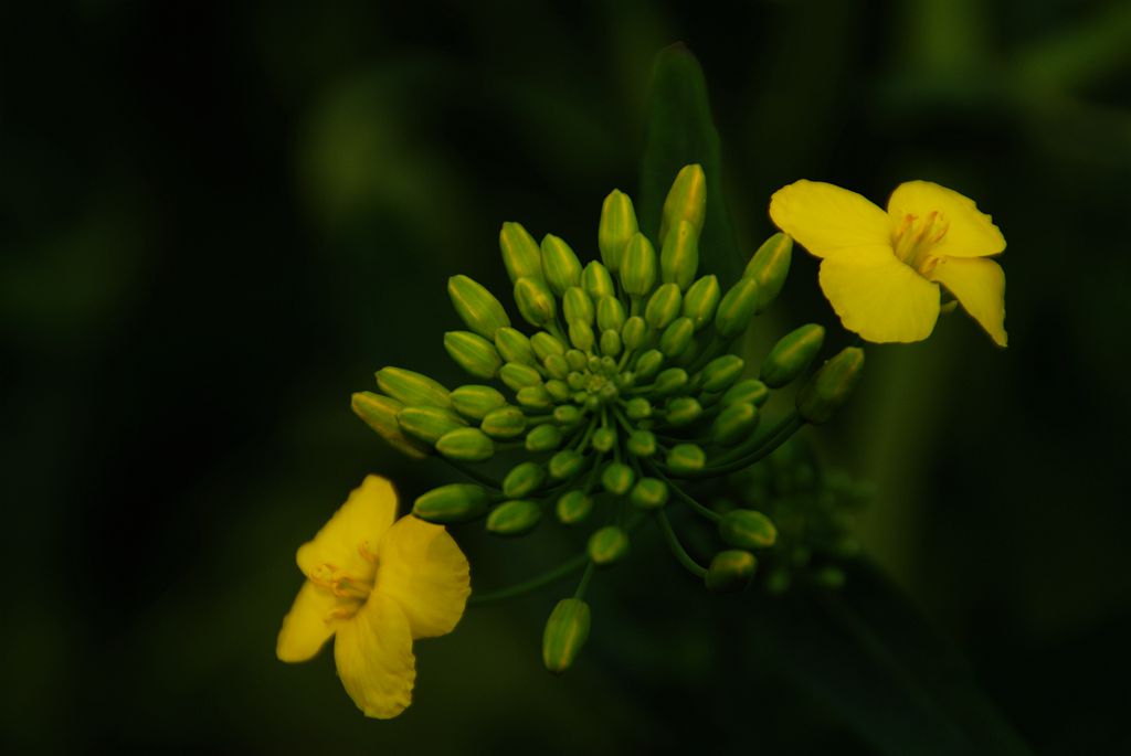 油菜花一 摄影 欧风小虎