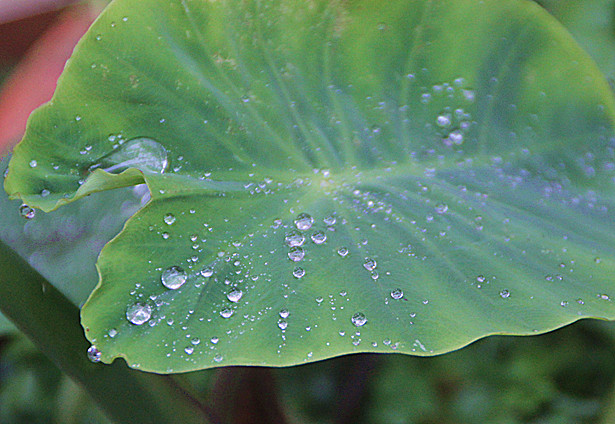 昨夜雨 摄影 暮秋琳子