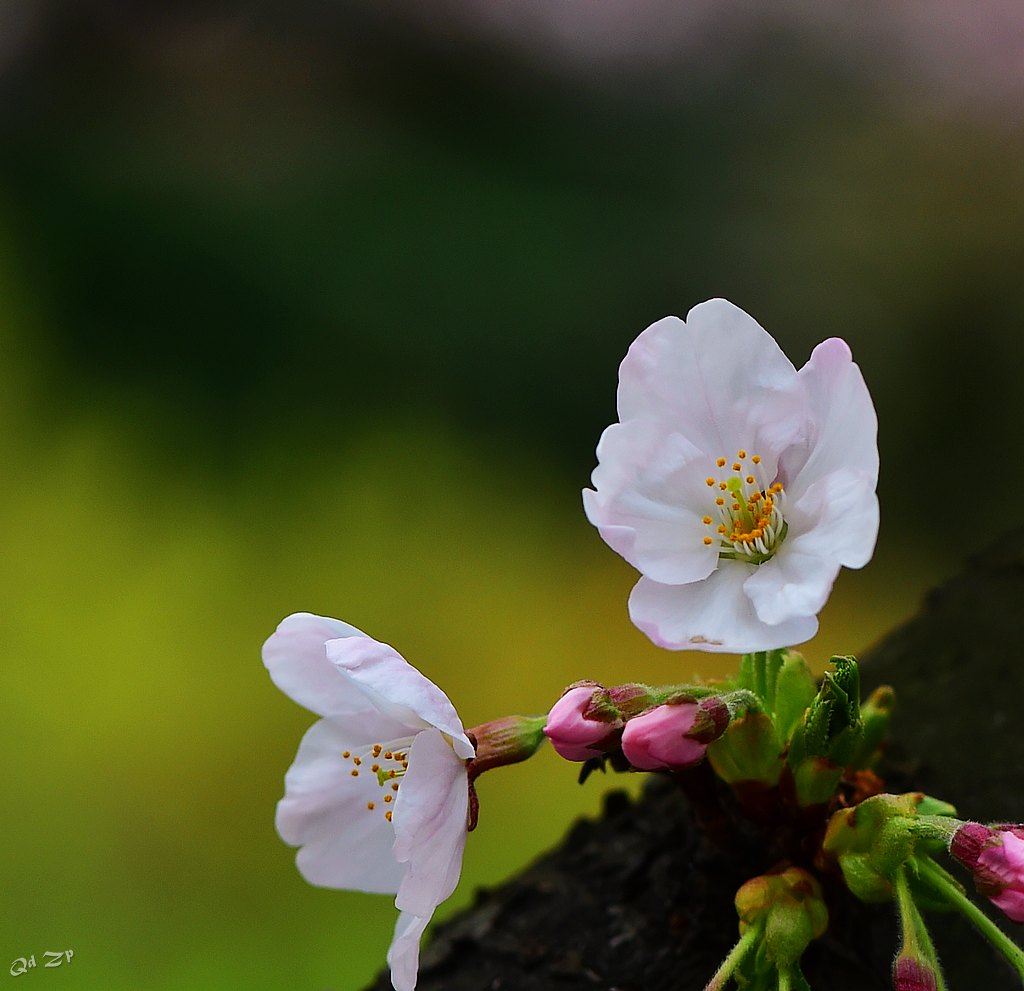 青岛的樱花 摄影 qdzp