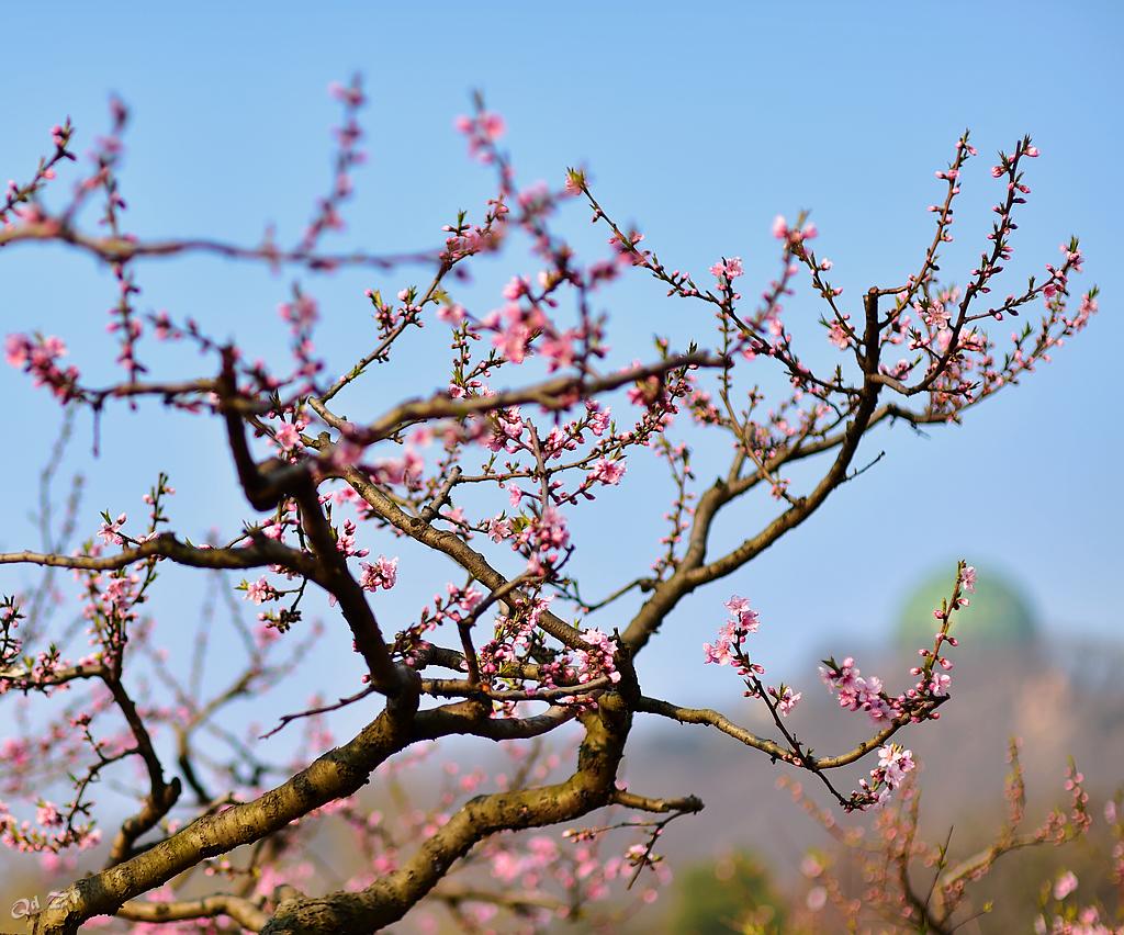 青岛的桃花 摄影 qdzp