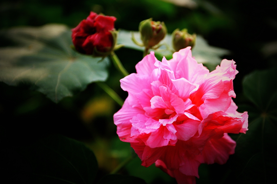 芙蓉花 摄影 黄大地