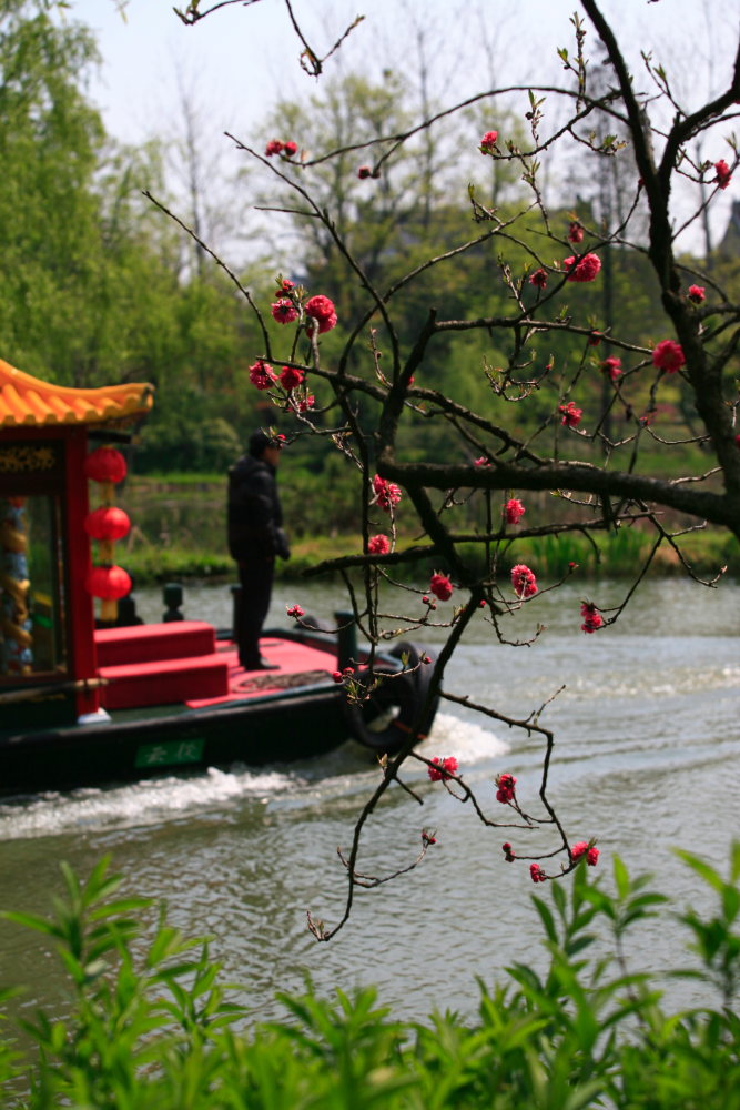 伫立春景 摄影 吾本布衣