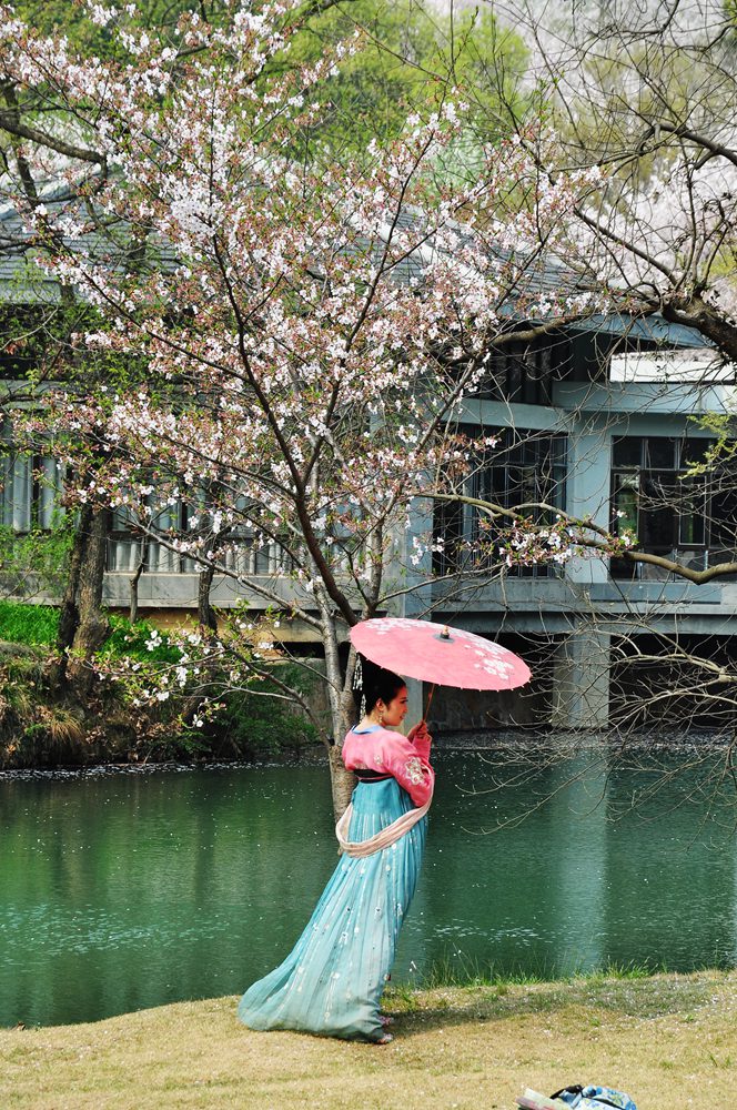 浪漫樱花 摄影 上海逍遥