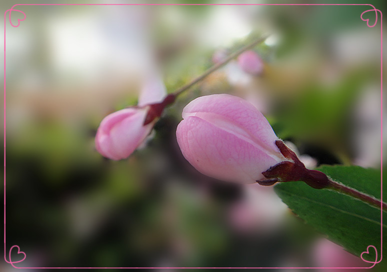 花簪 摄影 夜雨听蕉