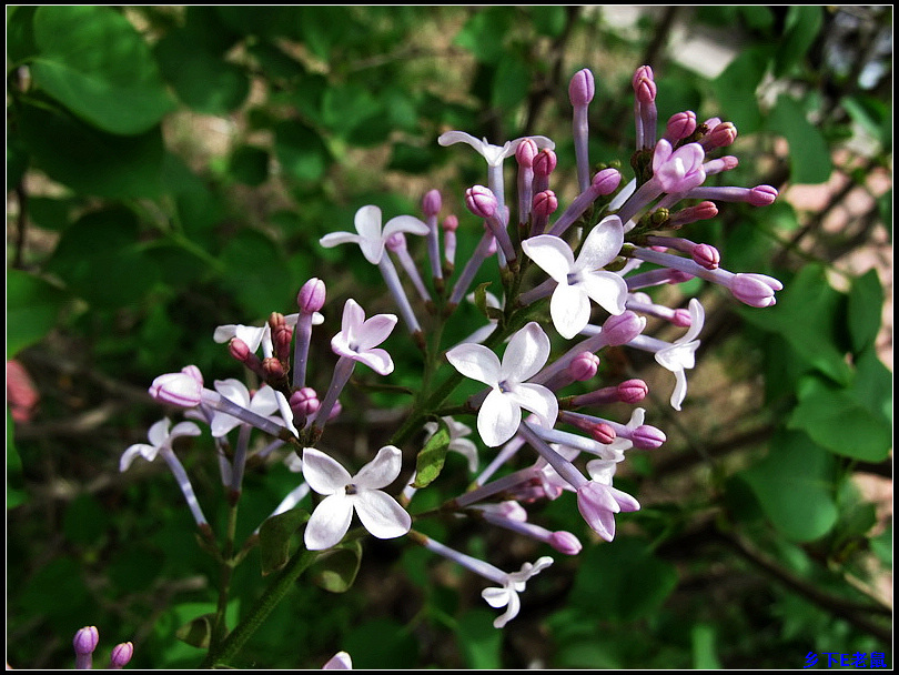 花草 摄影 wxwonlines