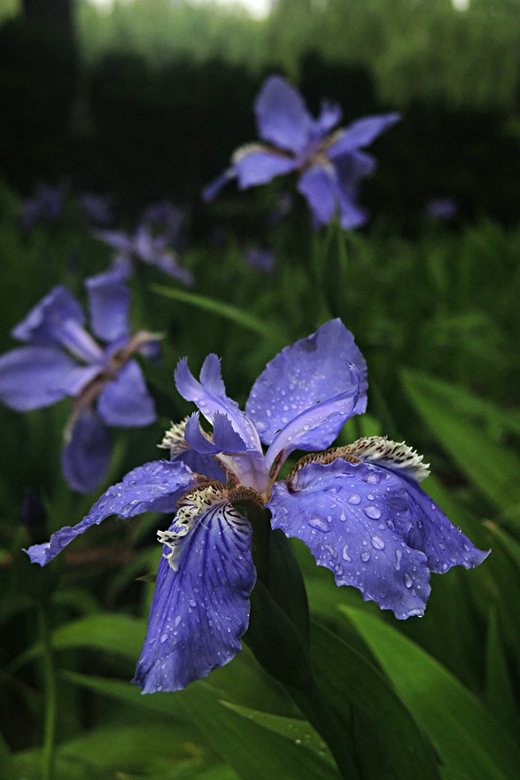 雨中的鸢尾花 摄影 秦汉