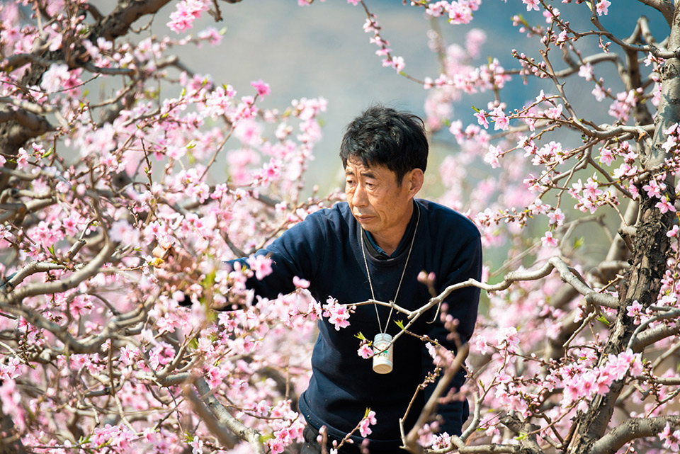 桃林园丁 摄影 谁主沉浮